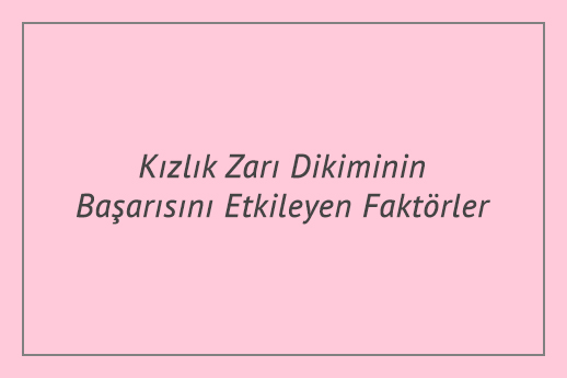 Kızlık Zarı Dikiminin Başarısını Etkileyen Faktörler