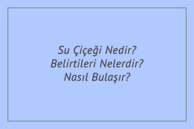 Su Çiçeği Nedir? Belirtileri Nelerdir? Nasıl Bulaşır?